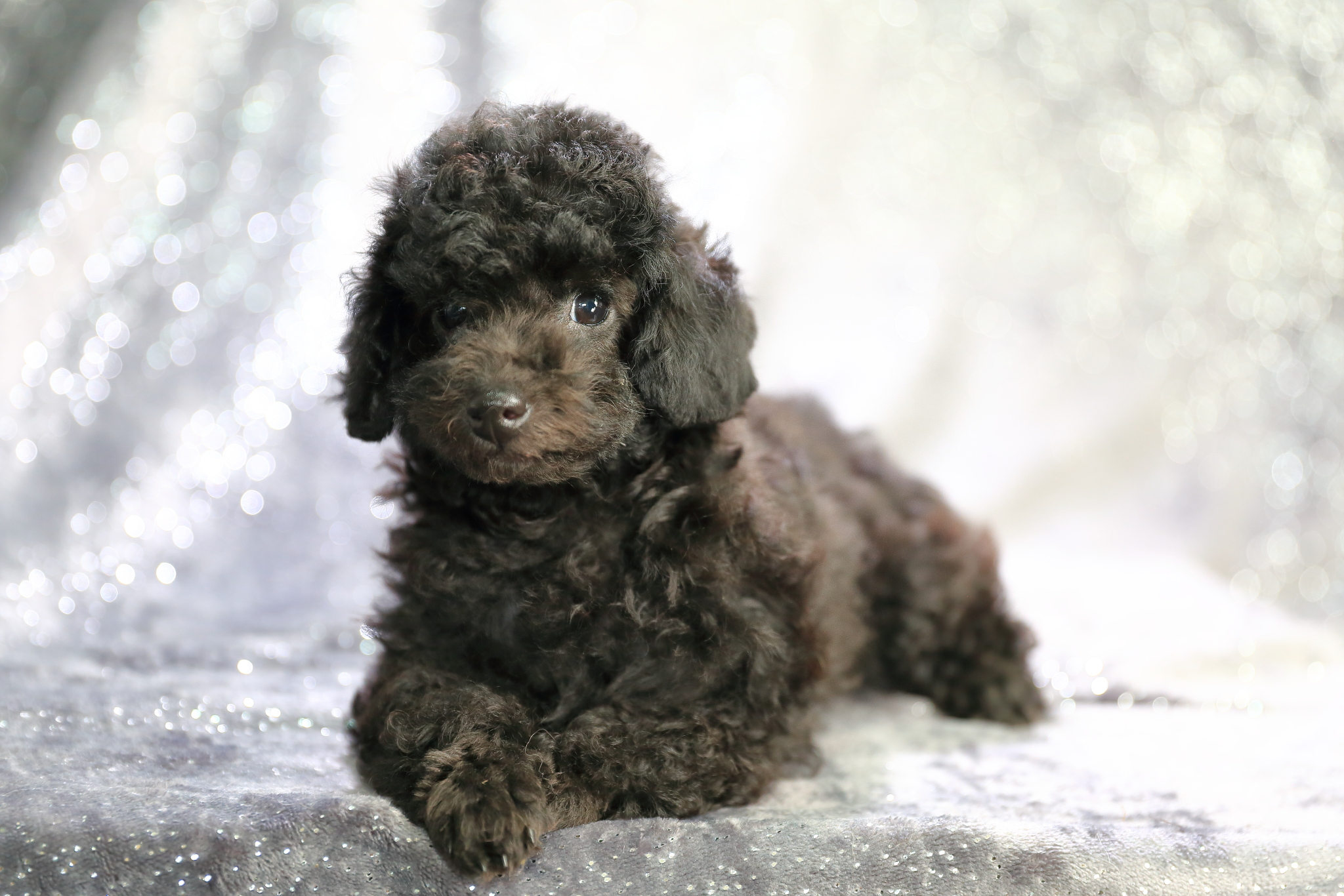 トイプードルの子犬：さかいペット：神奈川県横浜市 ヨークシャテリア、トイプードル、ボストンテリアのブリーダー